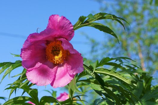 Crimson peony flower on a background of blue sky.