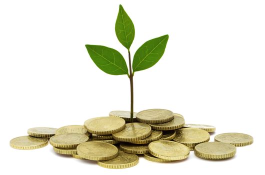 A high resolution image of a plant growing from coins