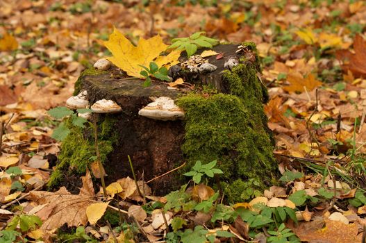Dry Rot Fungus over Tree Stump in Forest on Green Grass and Autumn Leafs background