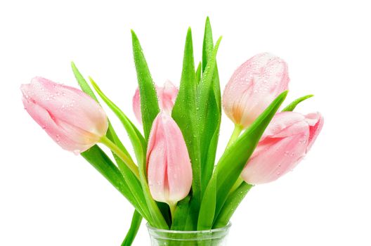 Bunch of 5 Beautiful Spring Pink Tulips with Droplets in Glass Vase isolated on white background