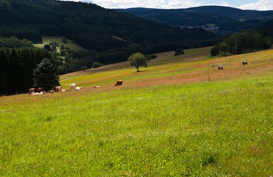 colorful flowering alpine meadows in summer