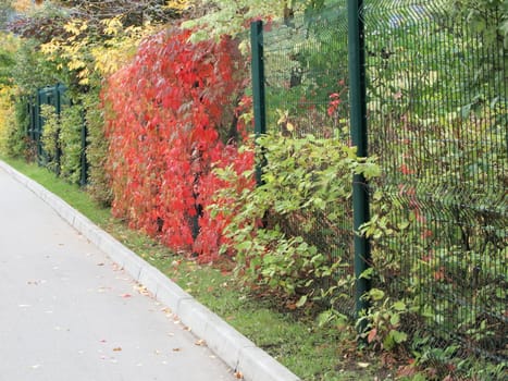 autumn, latticed fence next to him and on it various plants