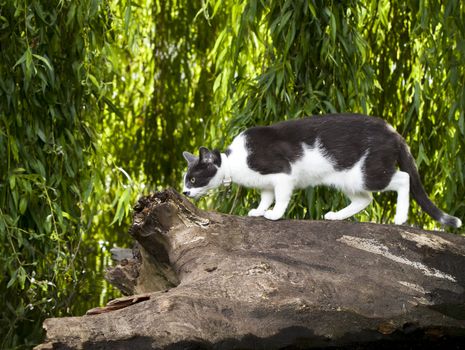 cute domestic cat walks on wood in park