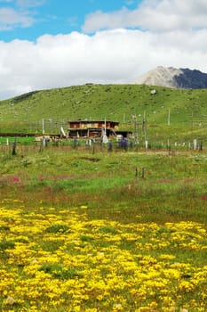 Landscape of grassland with yellow flowers and green grass on the highland of Tibet