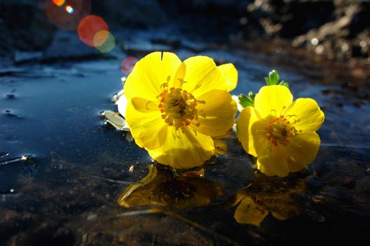 Wild yellow flowers with reflections on ice