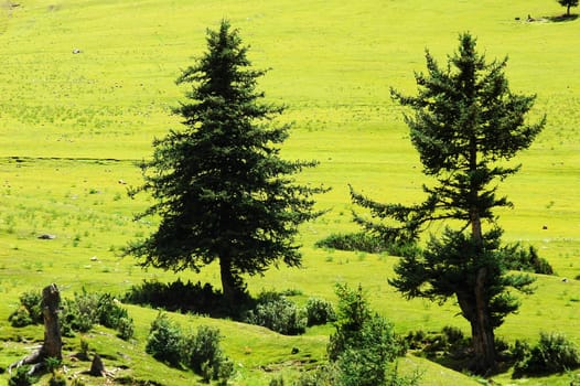 Trees on the green grassland