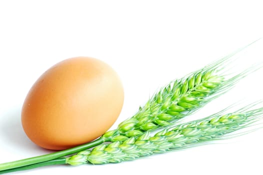 Egg and wheat ear on a white background