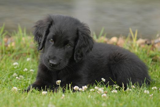 black labrador retriever puppy sitting on meadow