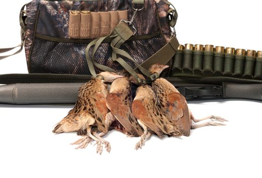 Game-bag,  shot-gun, cartridges and a gamebird on a white background.