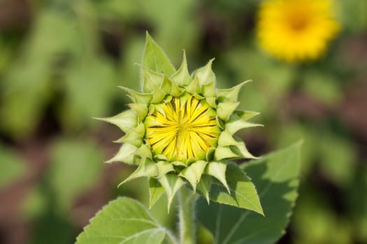 Detail of a field with many sunflowers in sunlight with shallow depth of field