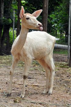 The Fallow Deer is a Eurasian deer that was a native to most of Europe during the last Interglacial.