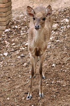 Rusa Deer are recognised by their large ears, the light tufts of hair above the eyebrows, the antlers appearing too large for their body size.