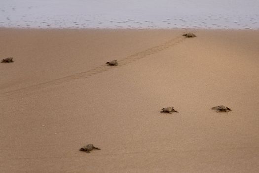 Baby turtles making it's way to the ocean