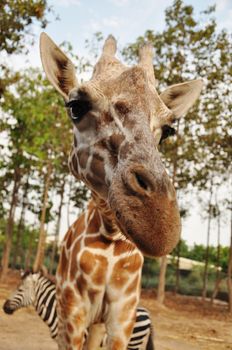 The giraffe is related to other even-toed ungulates, such as deer and cattle, but is placed in a separate family, the Giraffidae, consisting of only the giraffe and its closest relative, the okapi, and their extinct relatives.