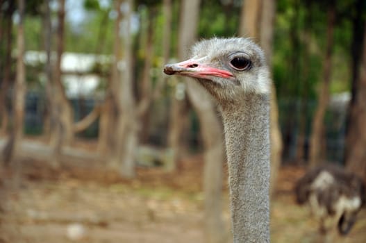 Ostriches formerly occupied Africa north and south of the Sahara, East Africa, Africa south of the rain forest belt, and much of Asia Minor.