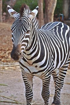 Zebras evolved Among the Old World horses within the last 4 million years.