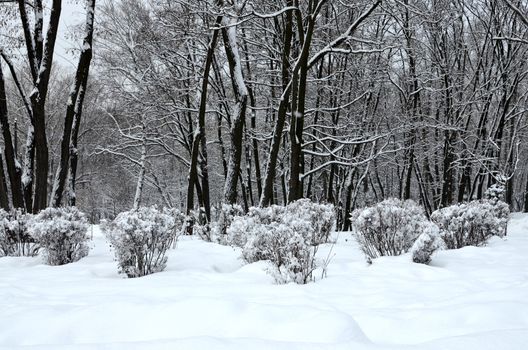 Winter park in snow