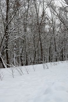 Winter park in snow