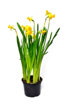 Pot of Narcissus on a white background