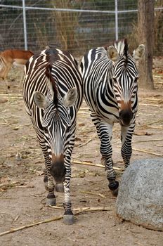 Zebras evolved Among the Old World horses within the last 4 million years.