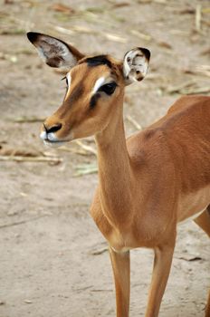 The Common Impala is one of the most abundant antelopes in Africa, with about one-quarter of the population occurring in protected areas.