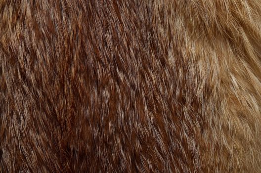 Closeup of beautiful polar Fox fur. Useful as background
