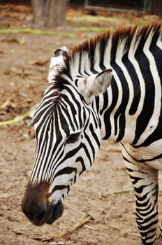 Zebras evolved Among the Old World horses within the last 4 million years.