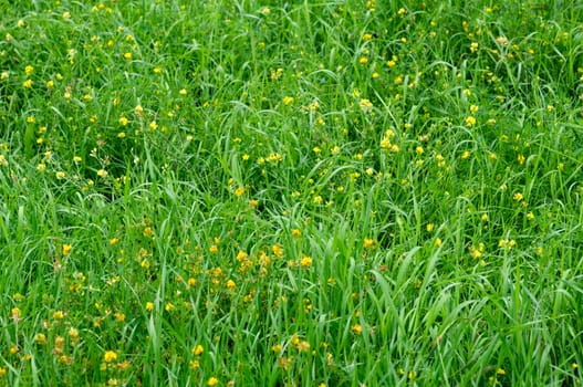 Close-up Image of Spring Meadow with Green Grass and Field Flowers
