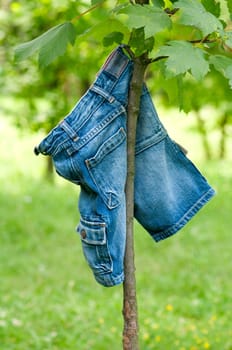 blue jeans hanging on a tree