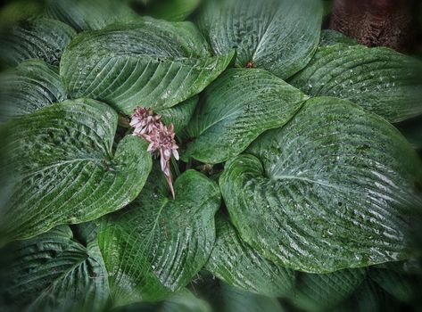 Beautiful background of blooming fresh green Hosta in a Danish garden in June after rain.