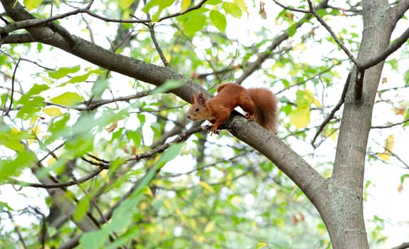 Squirrel on tree in the forest 
