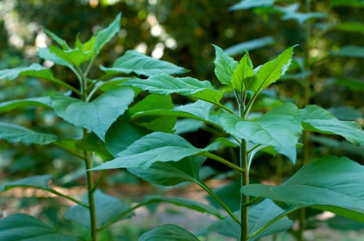 Young green sunflower plant with shallow depth of field