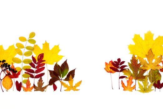 Autumn leaves are different