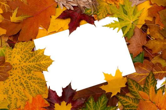 Autumn leaves background with empty greeting card for text