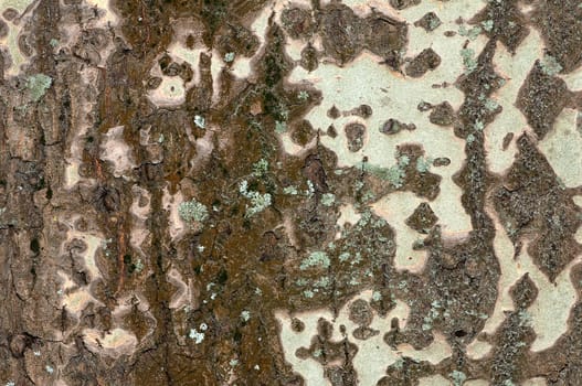 Old cracked poplar bark surface texture