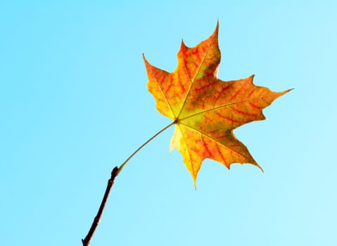 maple leaf on a blue background