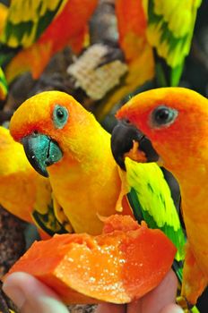 Sun Conure has a rich yellow crown, nape, mantle, lesser wing-coverts, tips of the greater wing-coverts, chest, and underwing-coverts.
