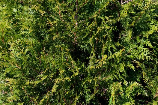 Thuja branches background