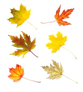 Autumn leaves collection isolated on white background