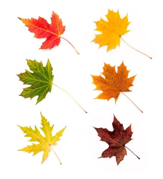 Autumn leaves collection isolated on white background