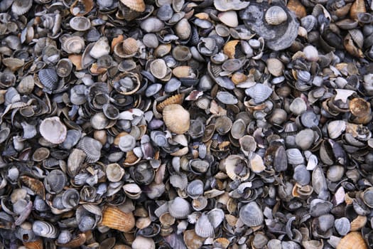 A heap of scallops