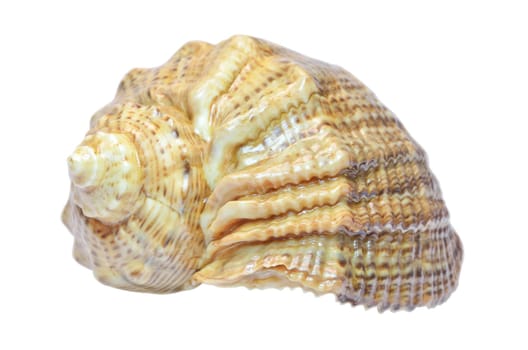 Sea shell isolated on the white background