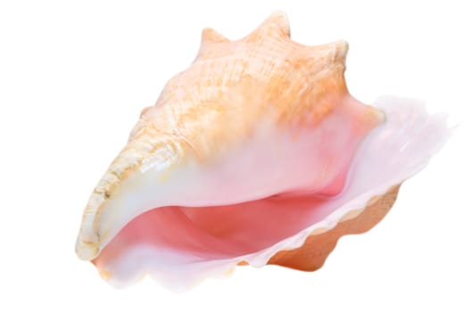 Sea shell isolated on the white background