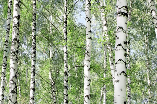 birch grove in the spring
