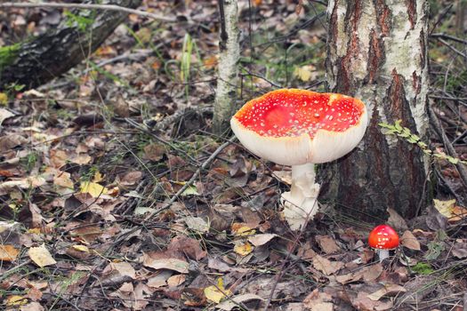 red mushroom in the woods among the fallen leaves
