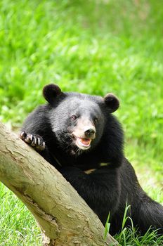 Asian black bears are close relatives to American black bears