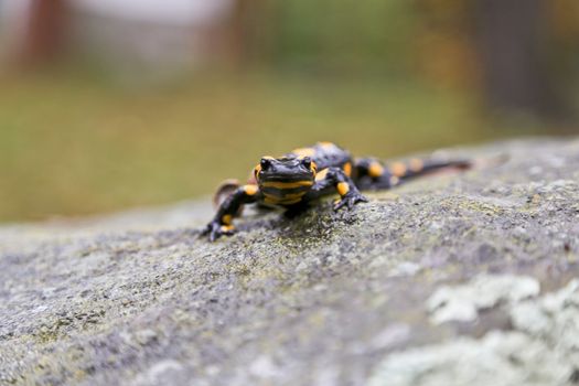 A salamander is looking into the camera