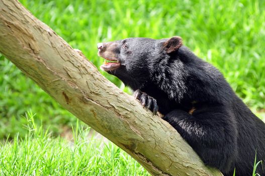 Asian black bears are close relatives to American black bears