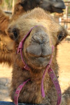 The Bactrian camel is a large even-toed ungulate native to the steppes of central Asia.