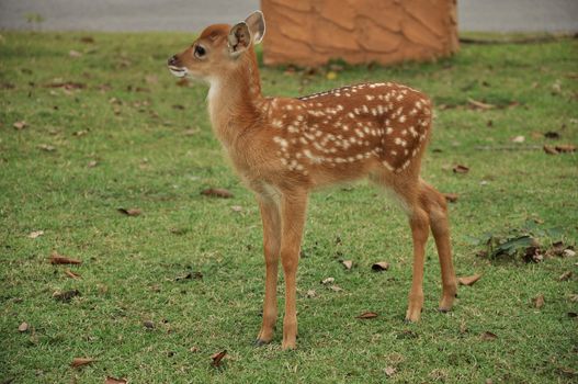 The Sika deer is one of the few deer species that does not lose its spots upon reaching maturity. Spot patterns vary with region.